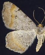 Macaria adonis