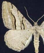 Digrammia setonana