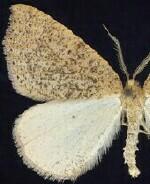 Drepanulatrix falcataria