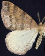 Drepanulatrix falcataria