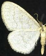 Idaea rotundopennata