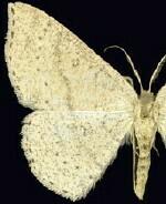 Cyclophora dataria