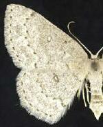 Cyclophora pendulinaria