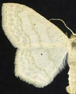 Scopula limboundata