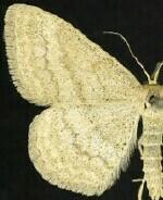 Scopula luteolata