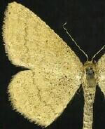 Scopula sideraria