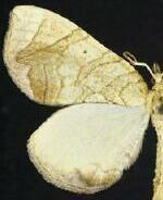 Eulithis gracilineata