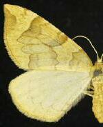 Eulithis propulsata