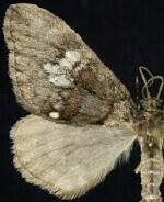 Hydriomena irata