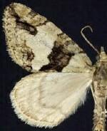 Hydriomena edenata