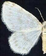 Hydrelia brunneifasciata