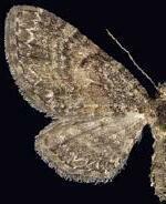 Eupithecia palpata