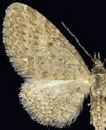 Eupithecia bryanti