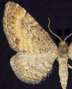 Eupithecia coloradensis