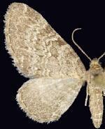 Eupithecia regina