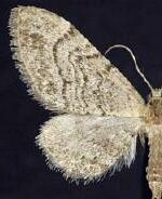 Eupithecia borealis