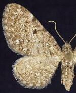 Eupithecia satyrata