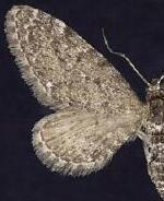 Eupithecia nimbicolor