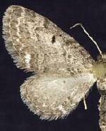 Eupithecia russeliata