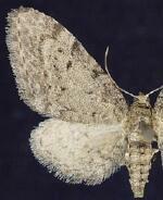 Eupithecia swettii