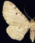 Eupithecia indistincta