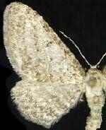 Eupithecia zygadeniata