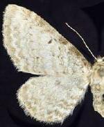 Eupithecia cretaceata