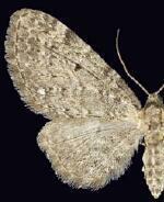 Eupithecia sharronata