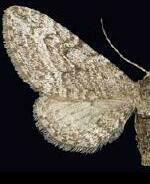 Eupithecia gelidata