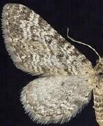 Eupithecia lachrymosa