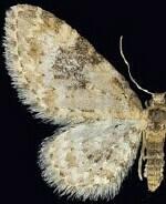 Eupithecia tenuata