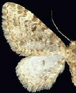 Eupithecia niveifascia