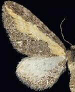 Eupithecia gilvipennata