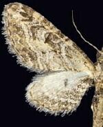 Eupithecia mellisa