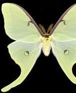 Actias luna