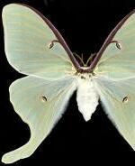 Actias luna