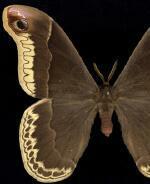 Callosamia promethea