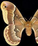 Callosamia promethea