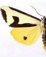 Haploa clymene