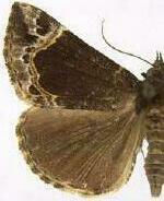 Hypena abalienalis