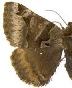 Euclidia ardita