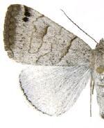 Caenurgina caerulea