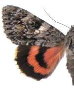 Catocala faustina