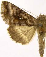 Autographa buraetica