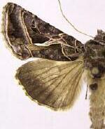 Autographa flagellum