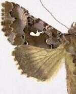 Autographa corusca