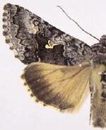 Syngrapha celsa