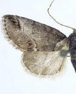 Baileya australis