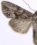 Apamea centralis