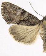 Neoligia tonsa